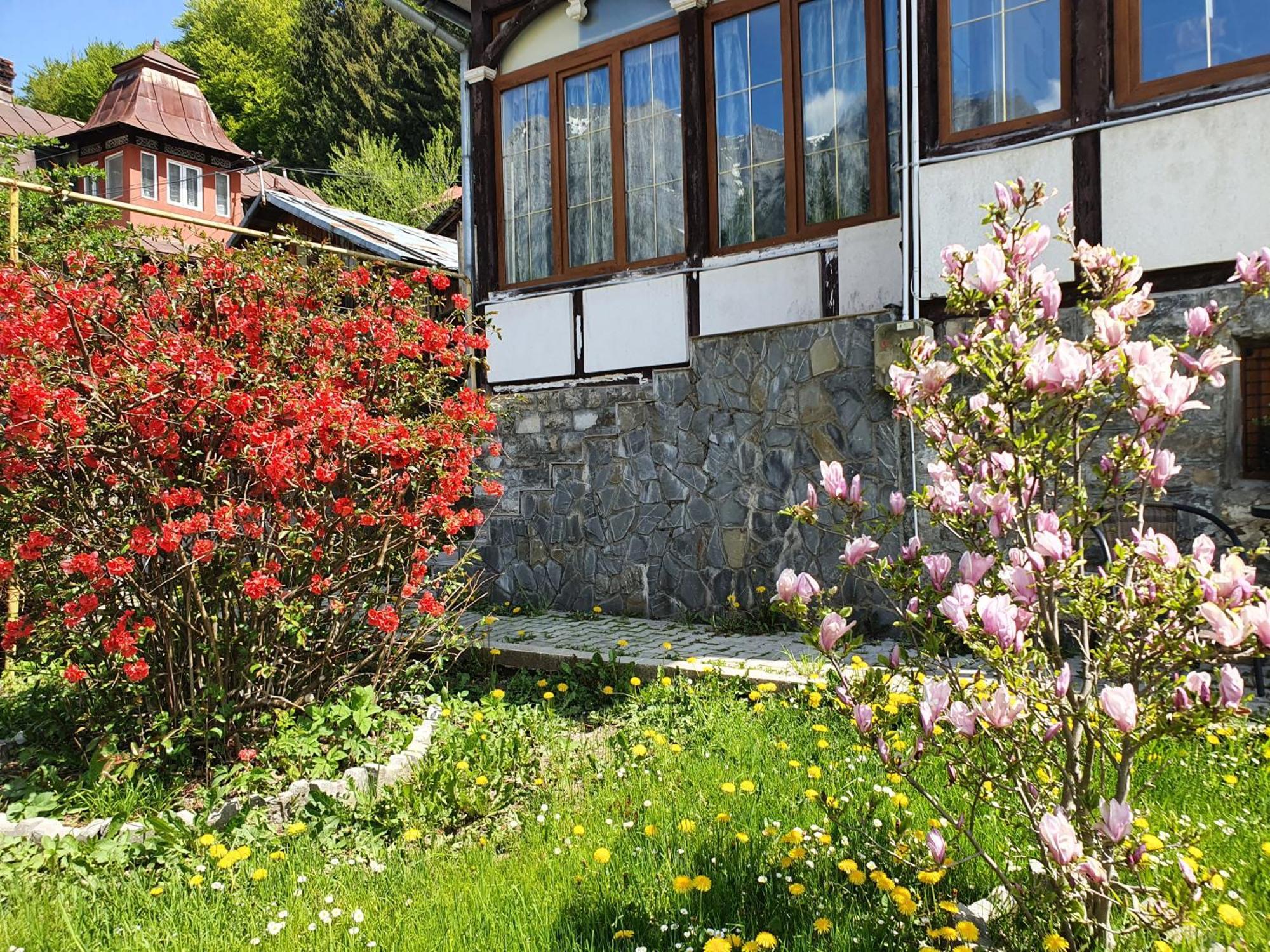 Vila Bradet Buşteni 外观 照片
