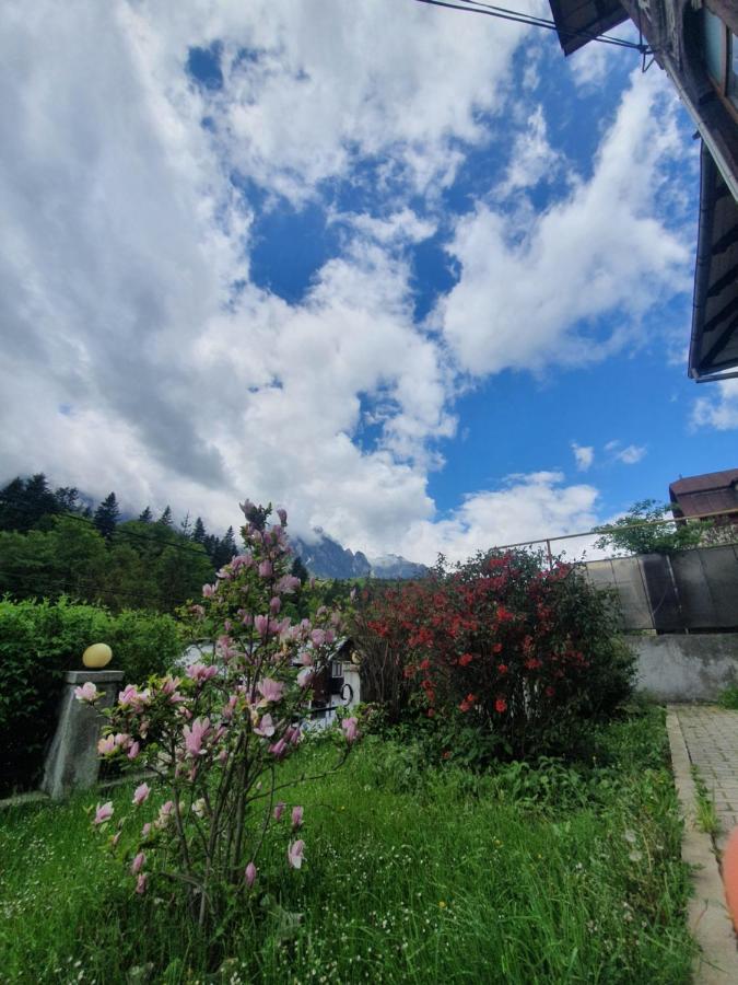 Vila Bradet Buşteni 外观 照片